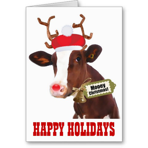cow christmas card for dec newsletter