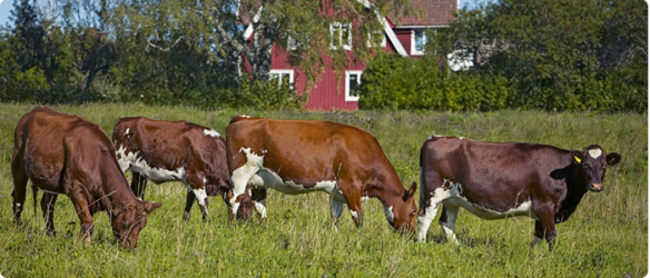 cows in sweden