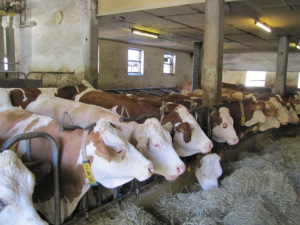 Dual purpose Simmental