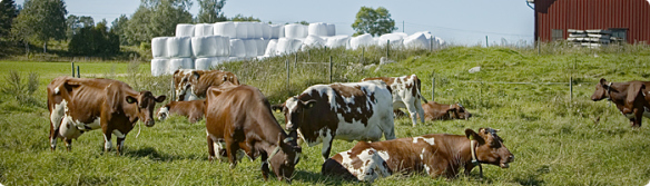 sweden cows
