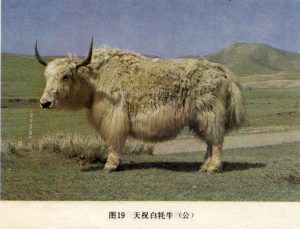 Tian-zhu white yak